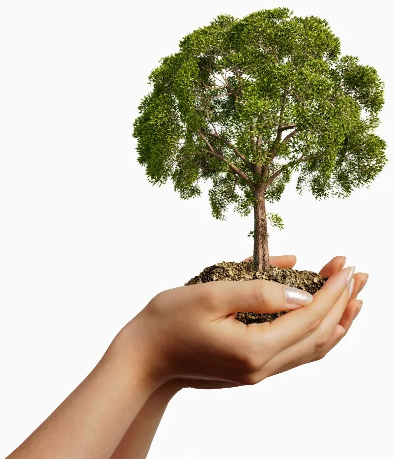 Hände halten einen Baum fest