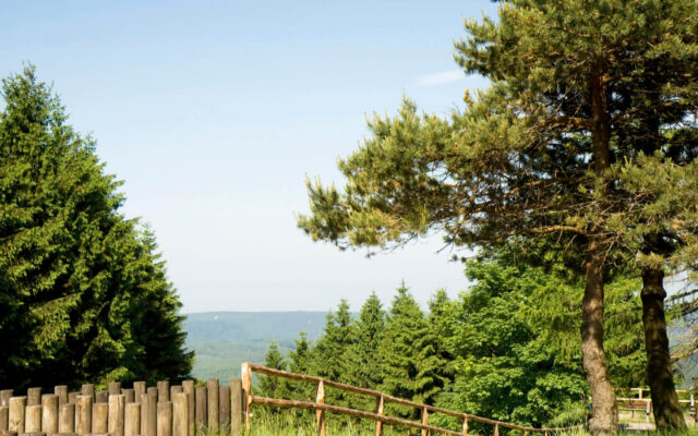 Ausblick auf Wald