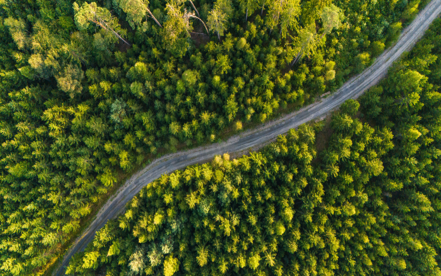 straße durch wald dekarbonisierungspfad